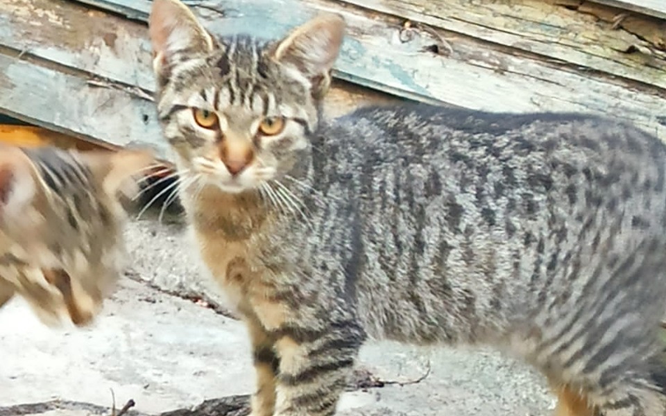 
        Zbiórka Kastracja rodzeństwa - zdjęcie główne
    