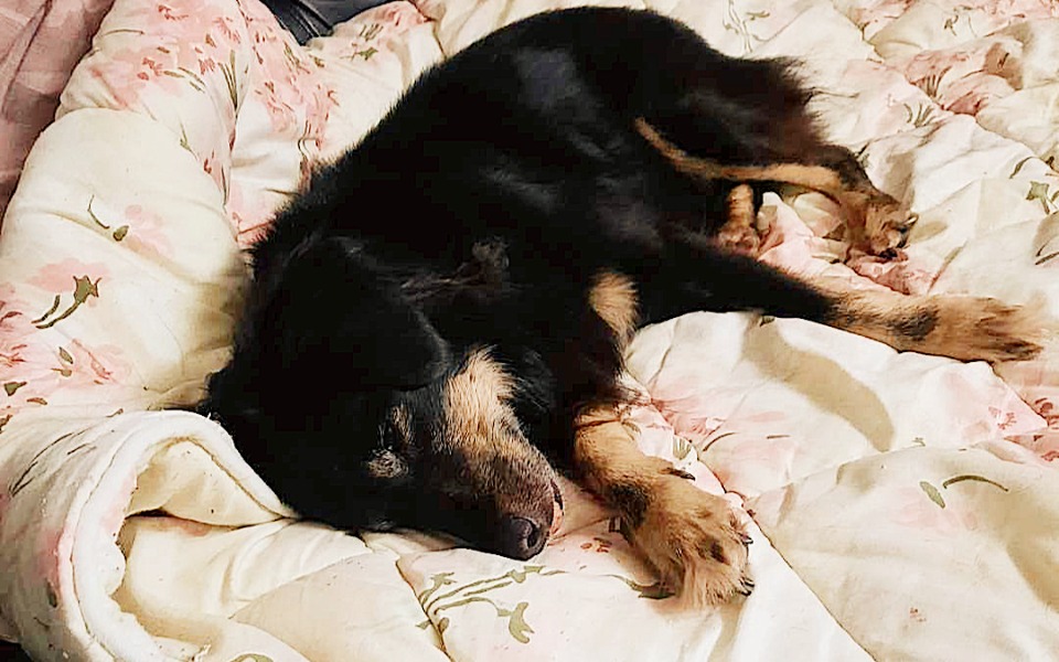 
        Zbiórka Leki dla dzielnej Dorki - zdjęcie główne
    