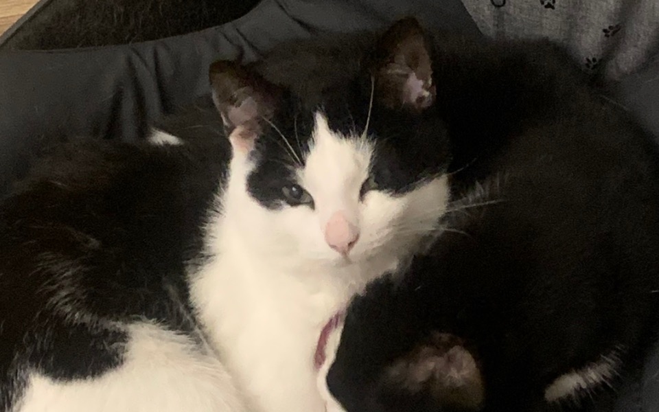 
        Kot o jasnym umaszczeniu, z wyrazistymi oczami.
    