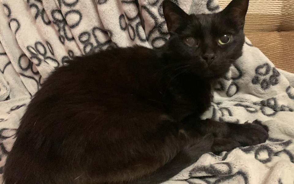 
        Zbiórka Na enukleację dla Almy - zdjęcie główne
    