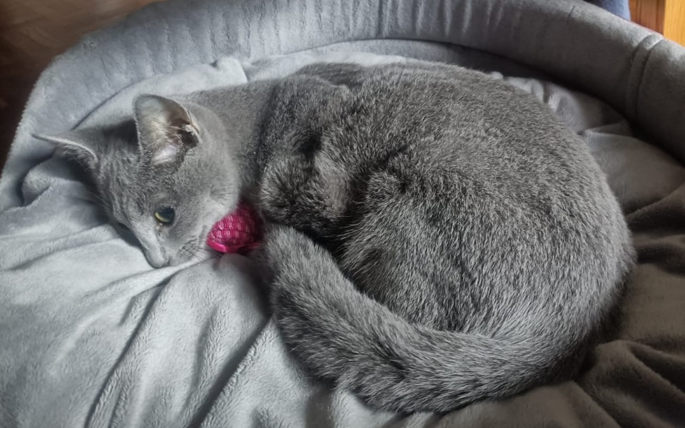 
        Zbiórka Ratuj Miszę Wpłać na leczenie - zdjęcie główne
    