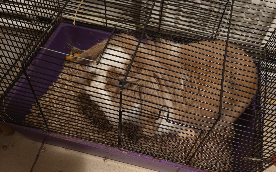 
        Zbiórka Królicze nowe życie - zdjęcie główne
    