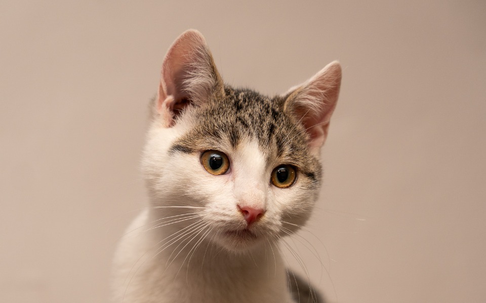 
        Zbiórka Zbiórka na ratunek Marcepana - zdjęcie główne
    