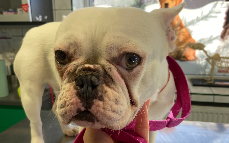 
        Zbiórka Dusi się przez zespół wad - zdjęcie główne
    