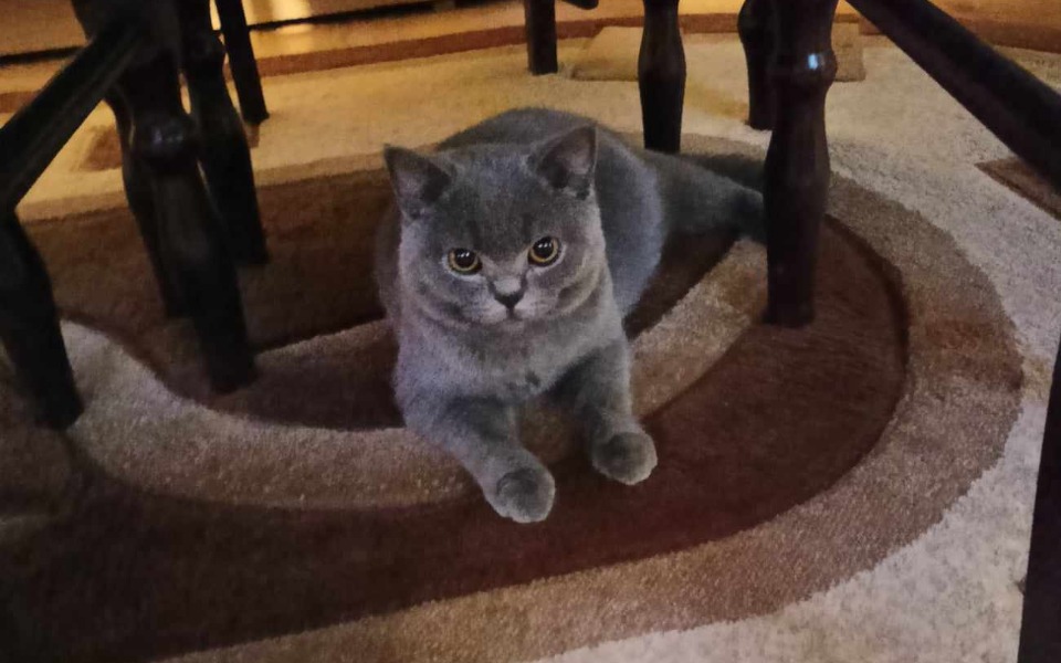 
        Zbiórka Dla Bazyla - zdjęcie główne
    