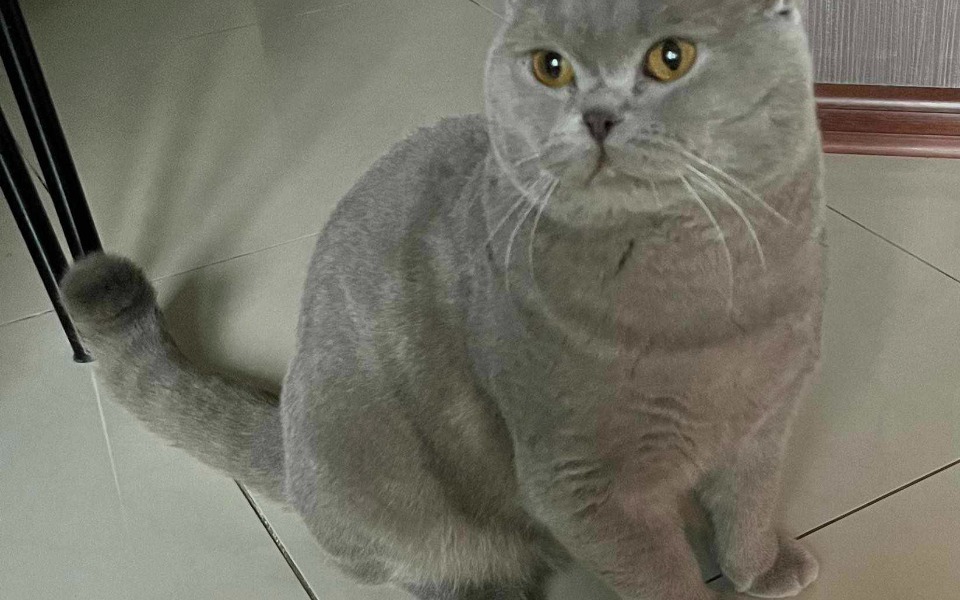 
        Zbiórka Na transport kotka do adopcji - zdjęcie główne
    