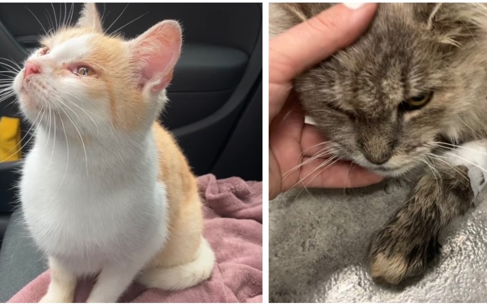 
        Zbiórka Na zapłatę za leczenie kotek - zdjęcie główne
    