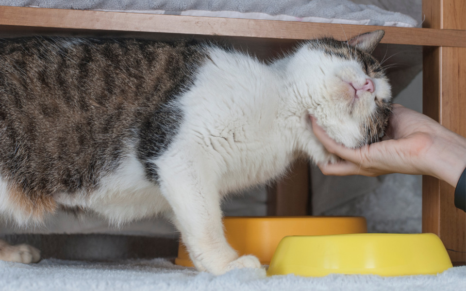 
        Zbiórka Mruczarnia luty 2024 - zdjęcie główne
    