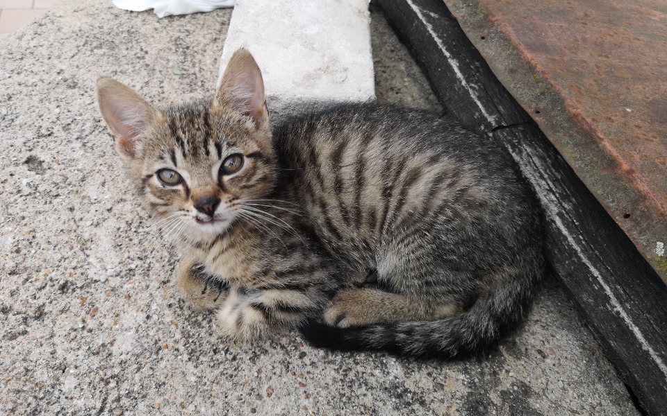 
        Zbiórka Zabieg przepuklina Tygryska - zdjęcie główne
    
