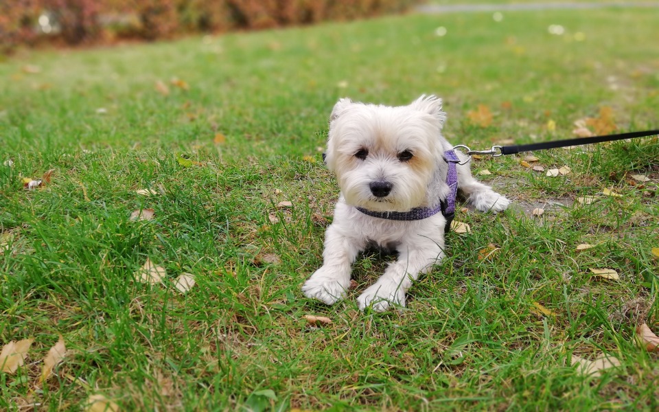 
        Zbiórka Leczenie Mikusia - zdjęcie główne
    