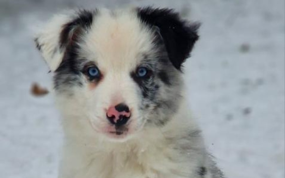 
        Zbiórka Operacja dla Charliego - zdjęcie główne
    