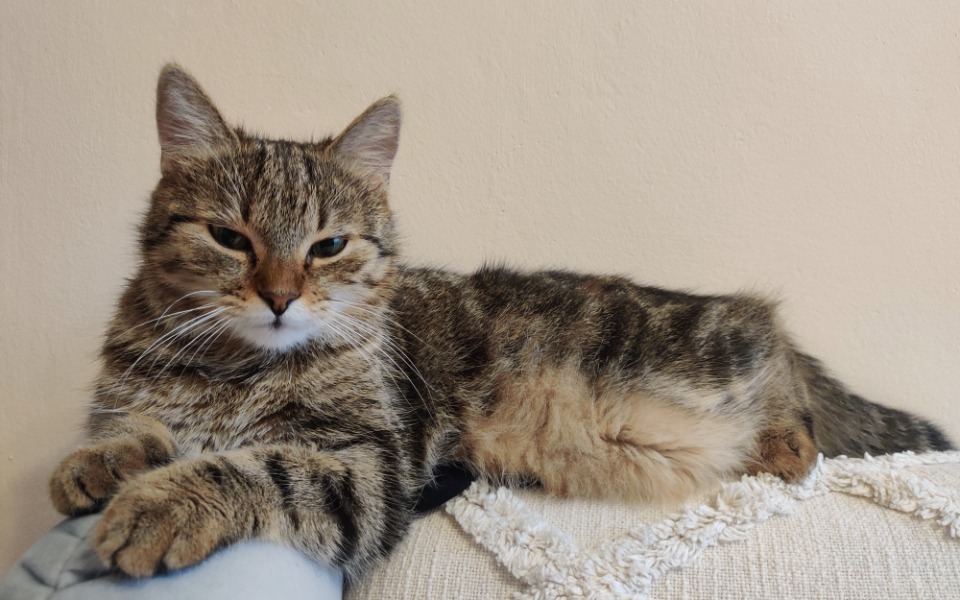 
        Zbiórka Leczenie Nikity - zdjęcie główne
    