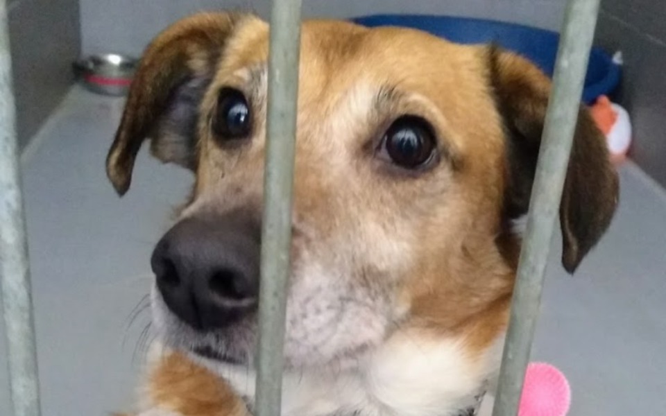 
        Zbiórka Pomoc Psom w Kielcach - zdjęcie główne
    