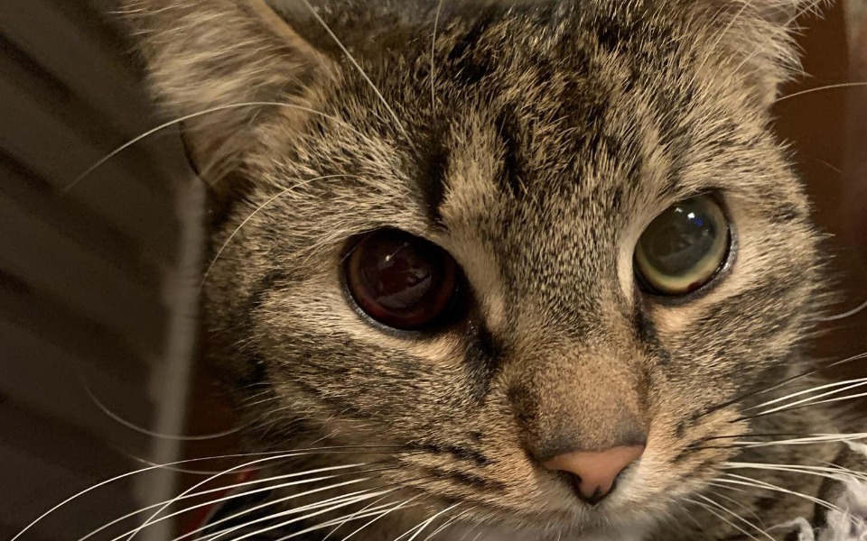 Zbiórka Leczenie kota Lucka - zdjęcie główne