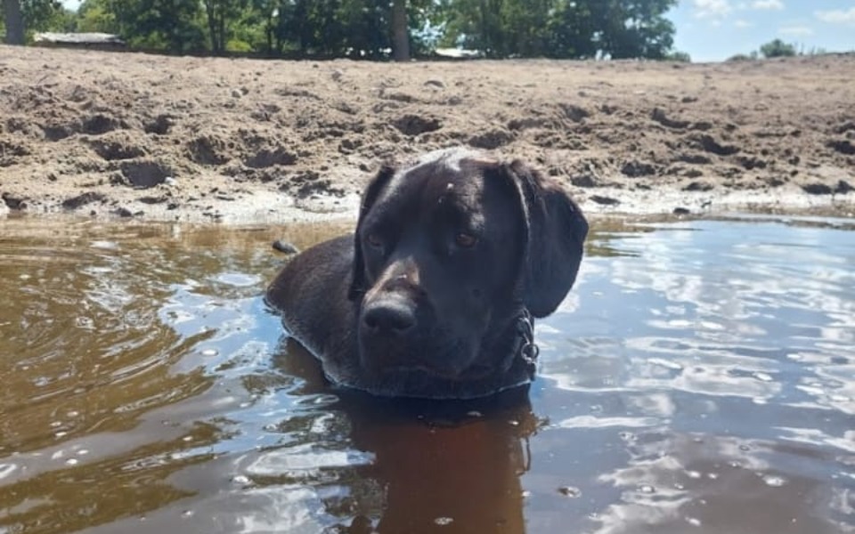 
        Czarny pies w wodzie, relaksuje się na plaży.
    