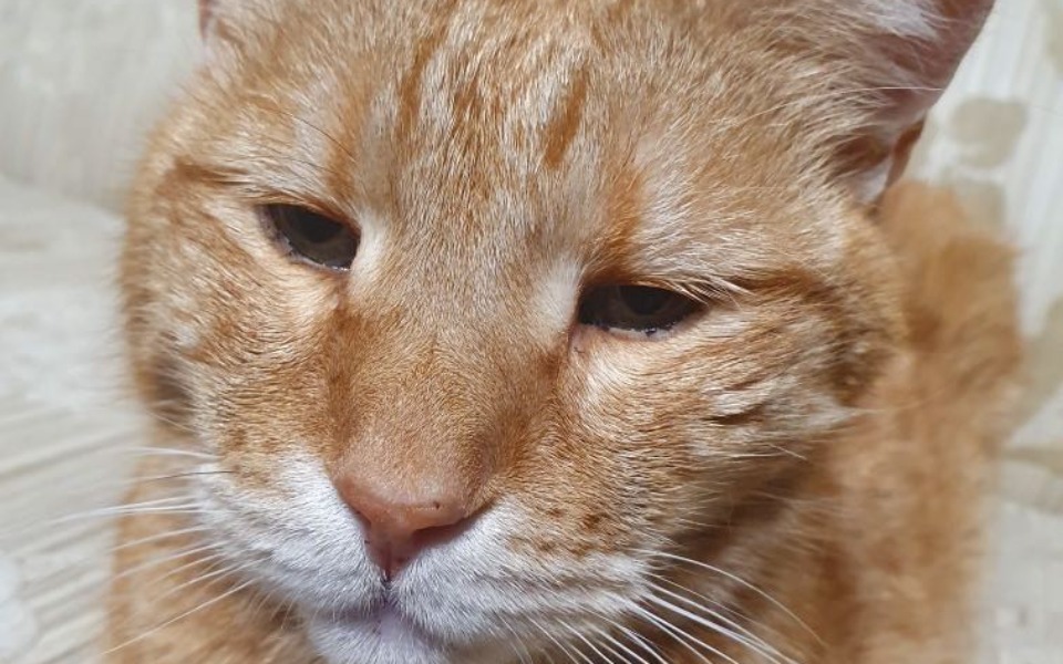 
        Zbiórka Walczymy z chorobą Marcelka - zdjęcie główne
    