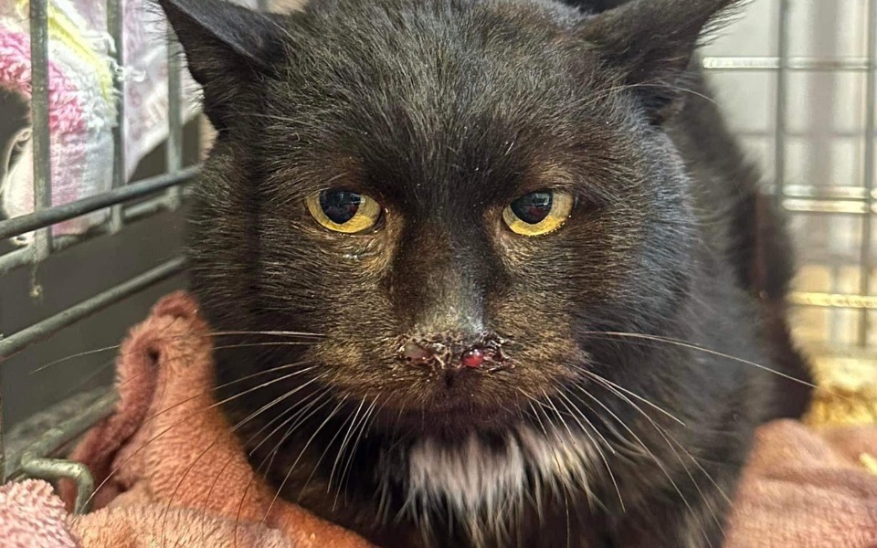 
        Zbiórka Karbon kociak z chorym noskiem - zdjęcie główne
    