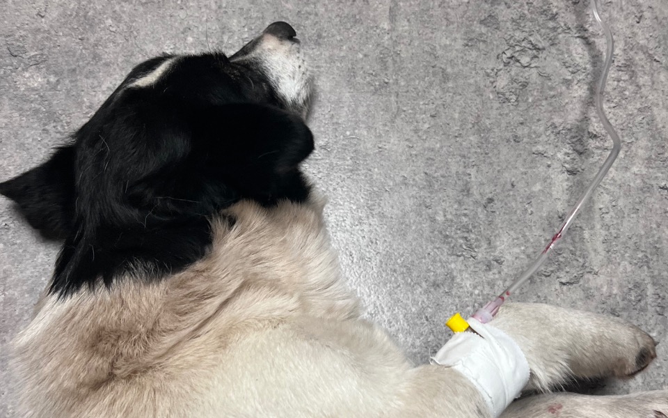 
        Zbiórka Operacja roztrzaskanej miednicy. - zdjęcie główne
    