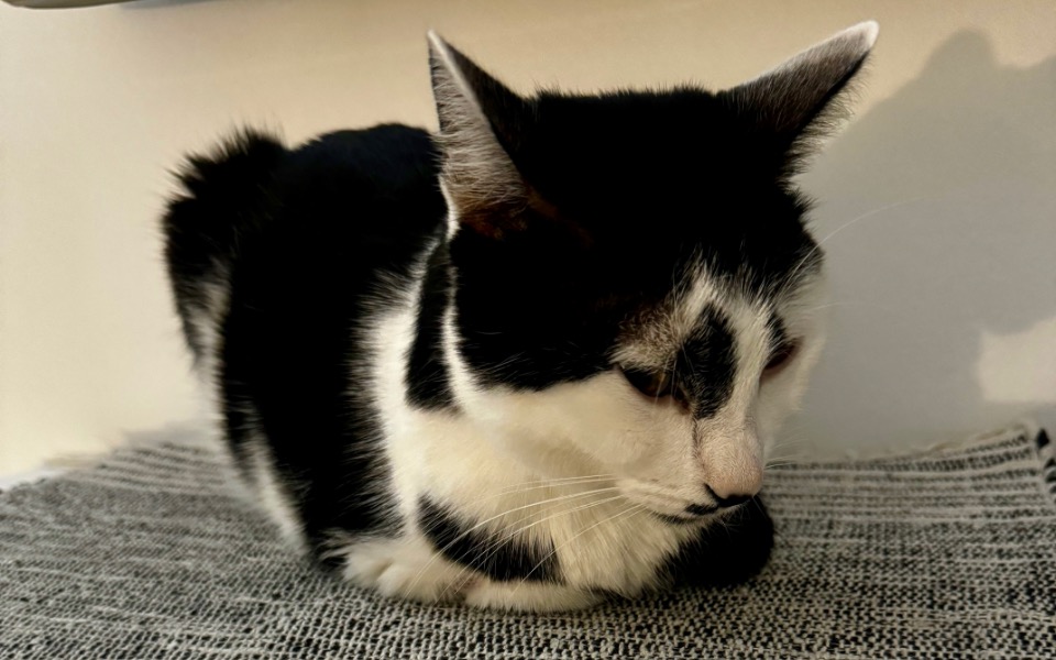 
        Zbiórka Isia walczy o życie - zdjęcie główne
    