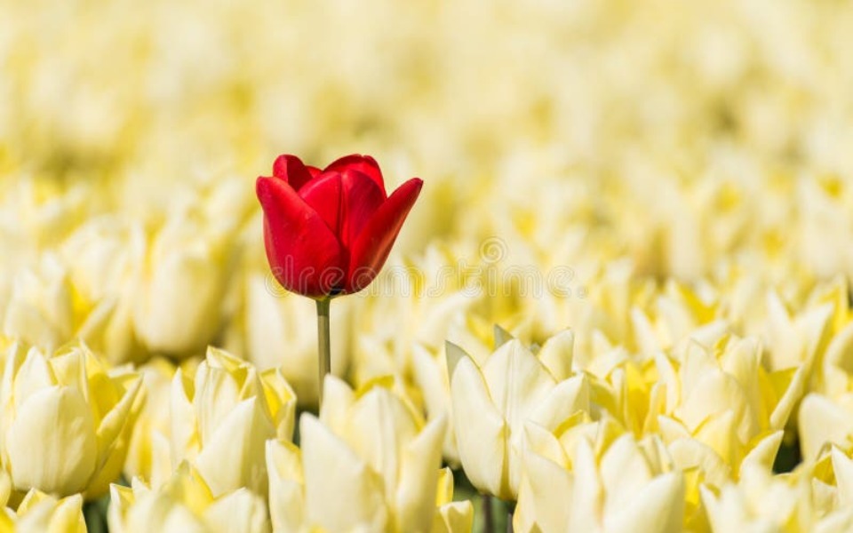 
        Zbiórka Środki na jedzenie - zdjęcie główne
    