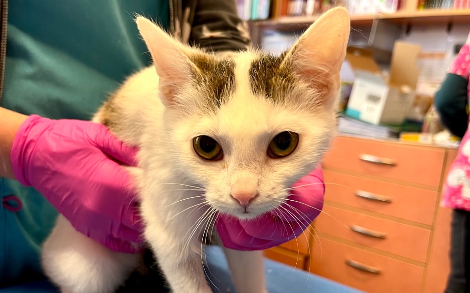 
        Zbiórka Leczenie bezdomniaków / faktura - zdjęcie główne
    