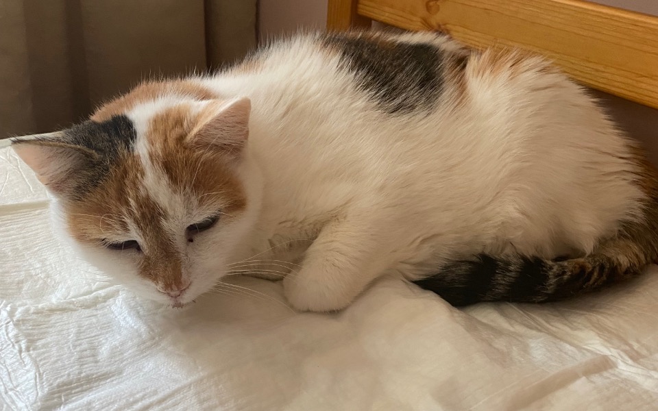 
        Kot leżący na łóżku, zrelaksowany i spokojny.
    