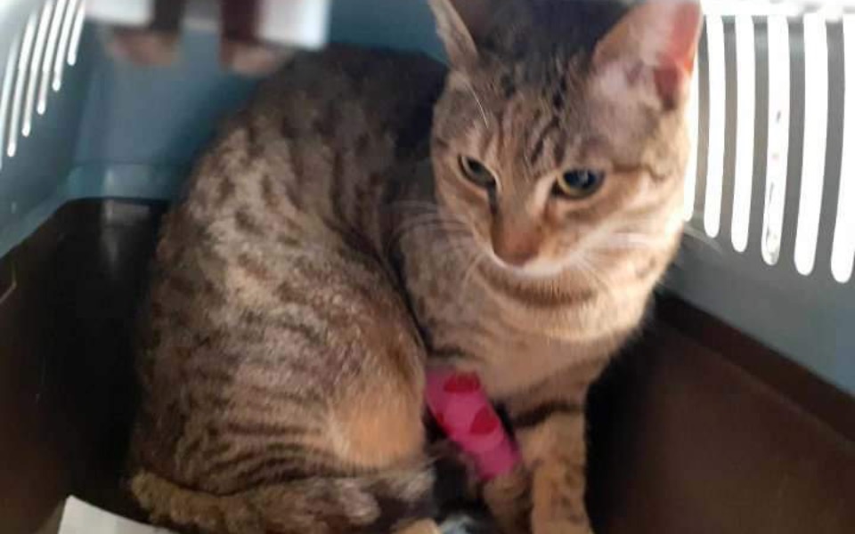 
        Kot w transporterze, wygląda na zmartwionego.
    