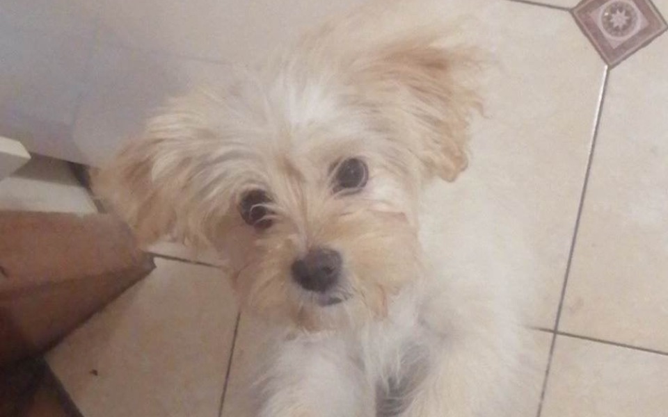 
        Zbiórka Zbiórka na chorą suczke - zdjęcie główne
    