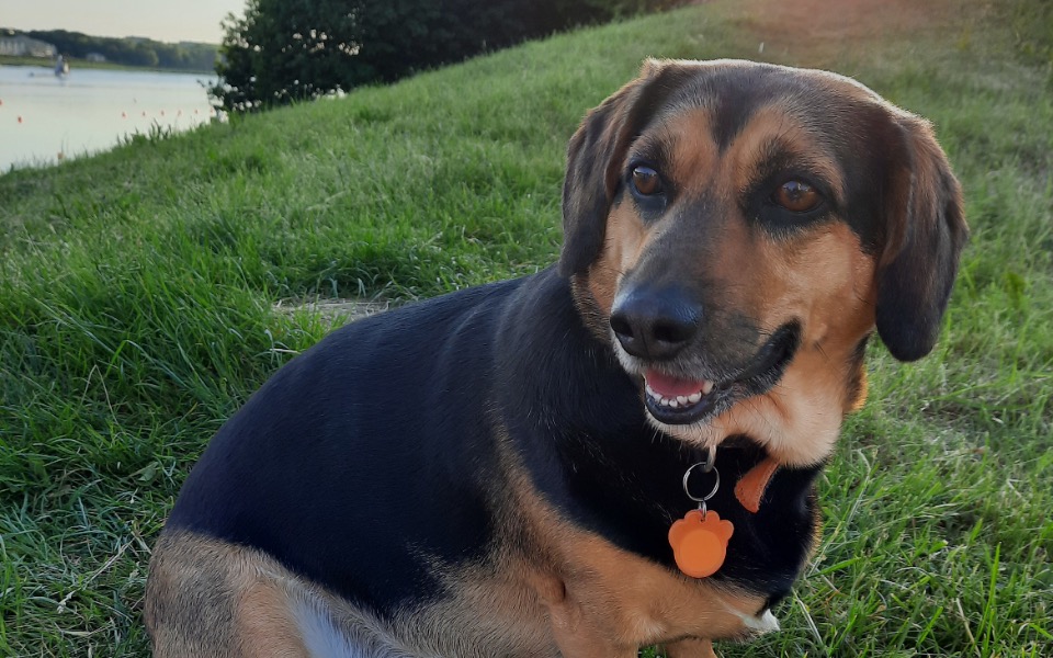 
        Zbiórka Środki na zabieg Luny - zdjęcie główne
    