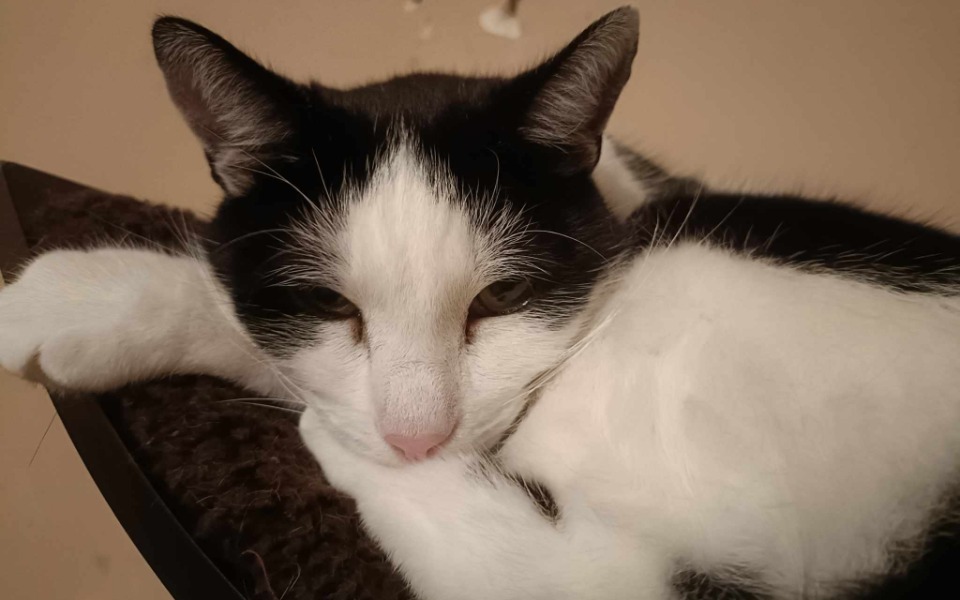 
        Zbiórka Ratujemy Bezika od ciągłego bólu - zdjęcie główne
    