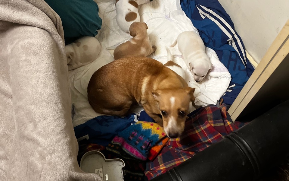 
        Zbiórka STERYLIZACJA suczek Pani Sołtys - zdjęcie główne
    