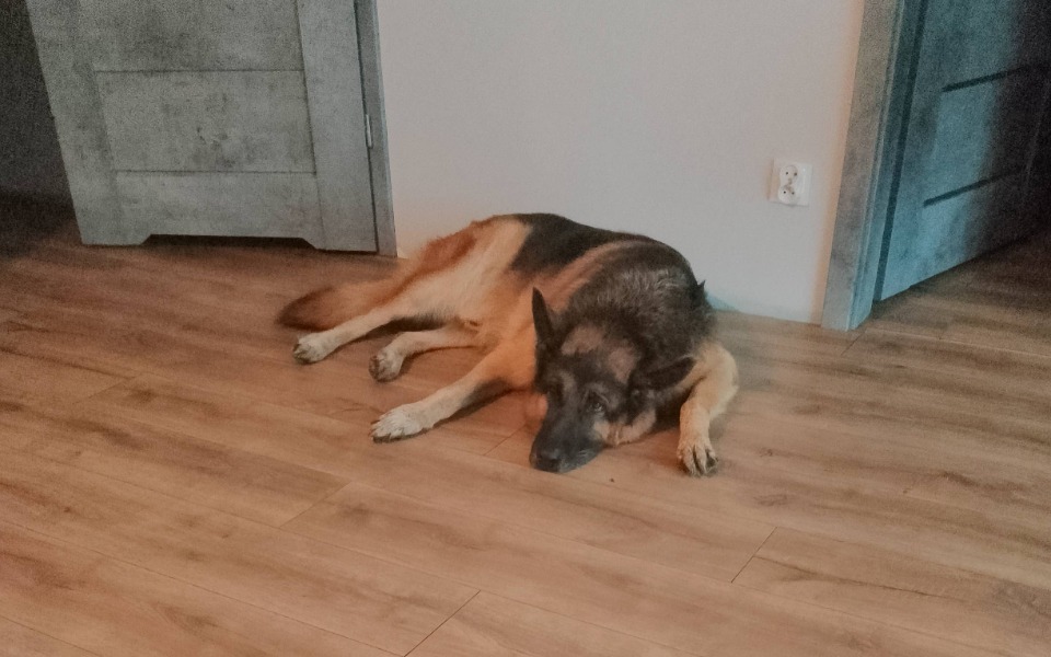 
        Zbiórka Pilne leczenie Draco - zdjęcie główne
    