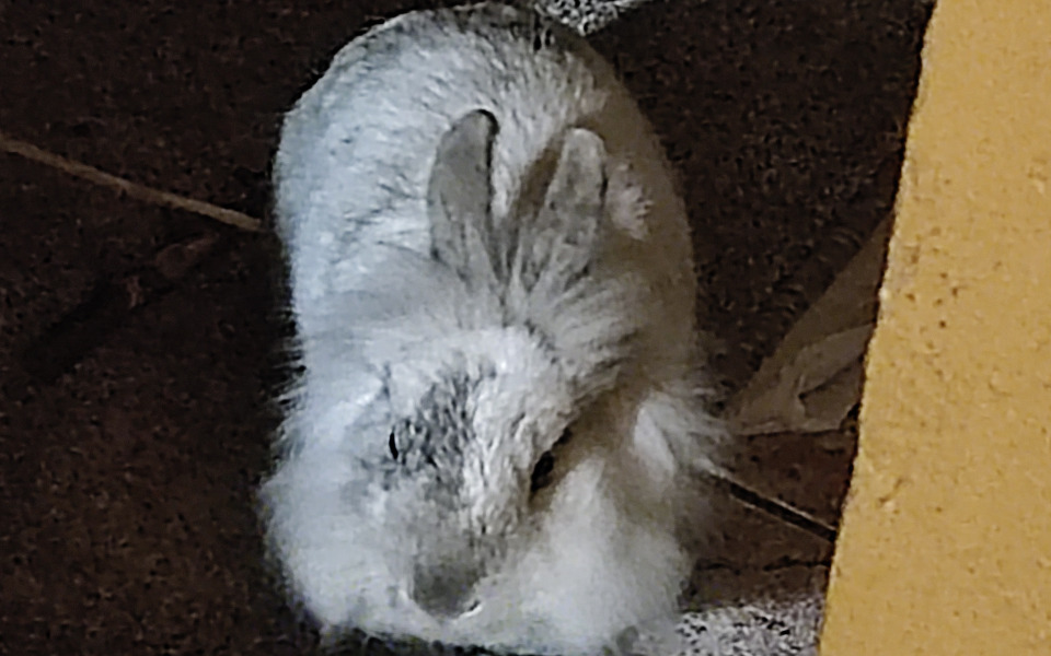 
        Zbiórka Miniaturka potrzebuje pomocy - zdjęcie główne
    