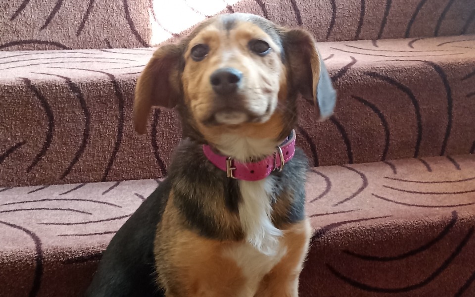 
        Zbiórka Bezdomna sunia szczepienie,karma - zdjęcie główne
    