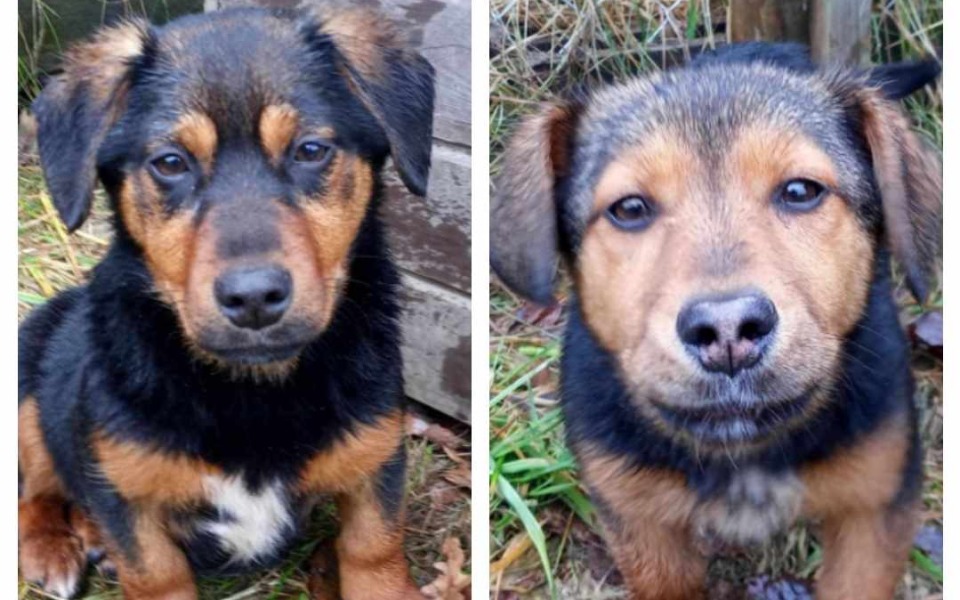 
        Zbiórka Szczeniaki skazane na śmierć - zdjęcie główne
    