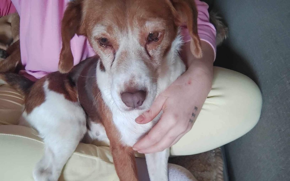 
        Zbiórka Operacja usunięcia brodawek - zdjęcie główne
    