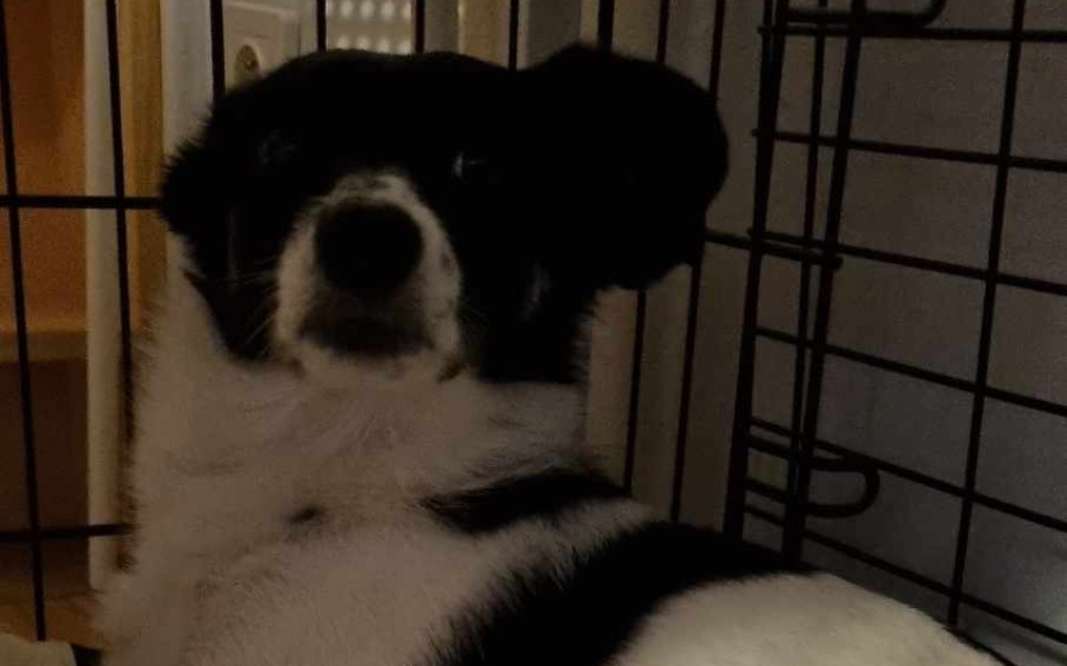 Zbiórka Pilna operacja kręgosłupa Figi - zdjęcie główne