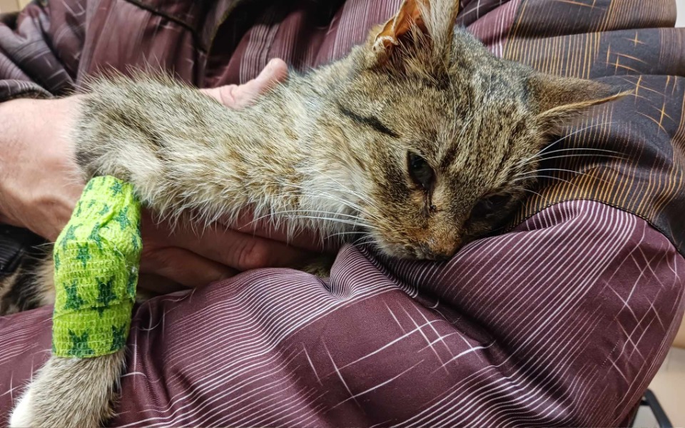 Kot trzymany na rękach, wygląda na zmęczonego.