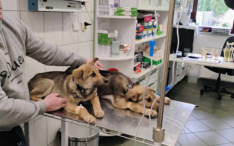 
        Zbiórka Parwowiroza ich zabija - zdjęcie główne
    