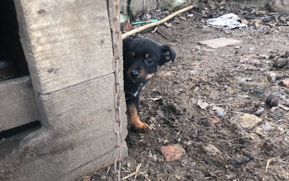 Mały szczeniak wygląda nieśmiało zza drewnianej ściany.