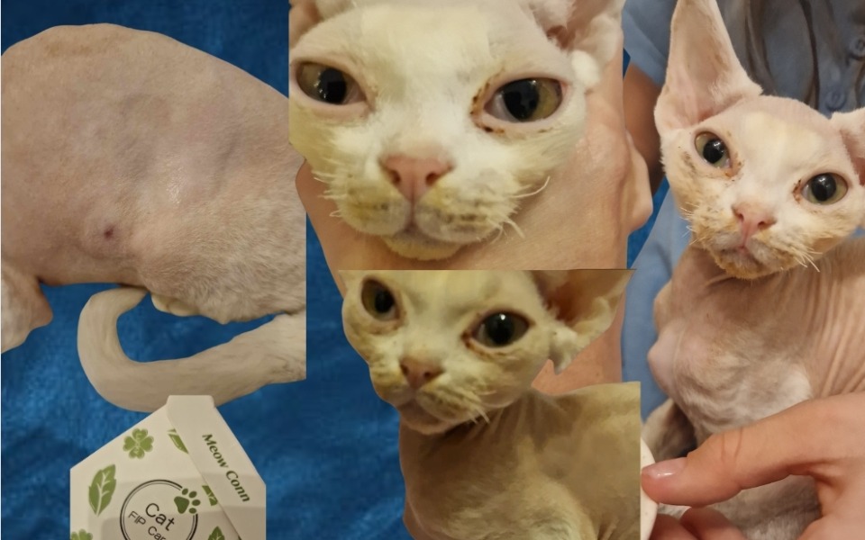 
        Zbiórka Kotek z Fipem walczymy o życie - zdjęcie główne
    