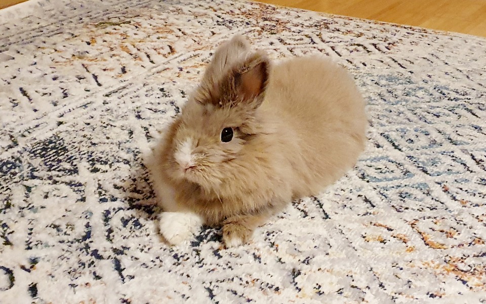 
        Zbiórka Tuptuś dzielnie walczy o życie - zdjęcie główne
    