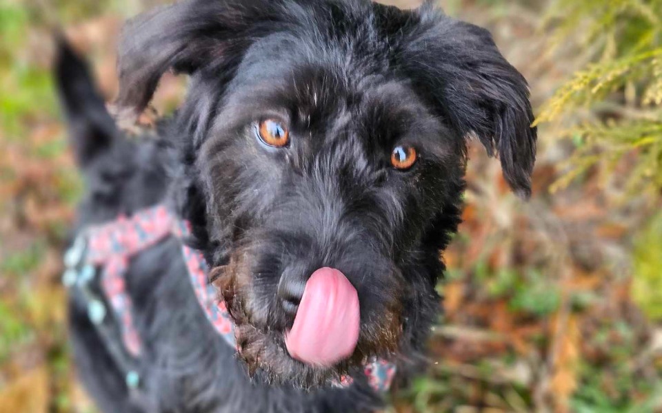 
        Zbiórka Na kastracje Runy - zdjęcie główne
    