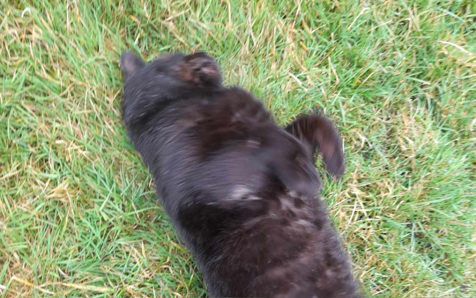 
        Zbiórka Na szpitalik dla Fafika - zdjęcie główne
    