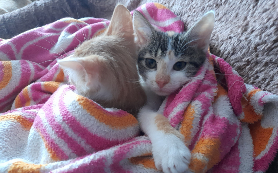 
        Zbiórka Leczenie Tosiuni - zdjęcie główne
    