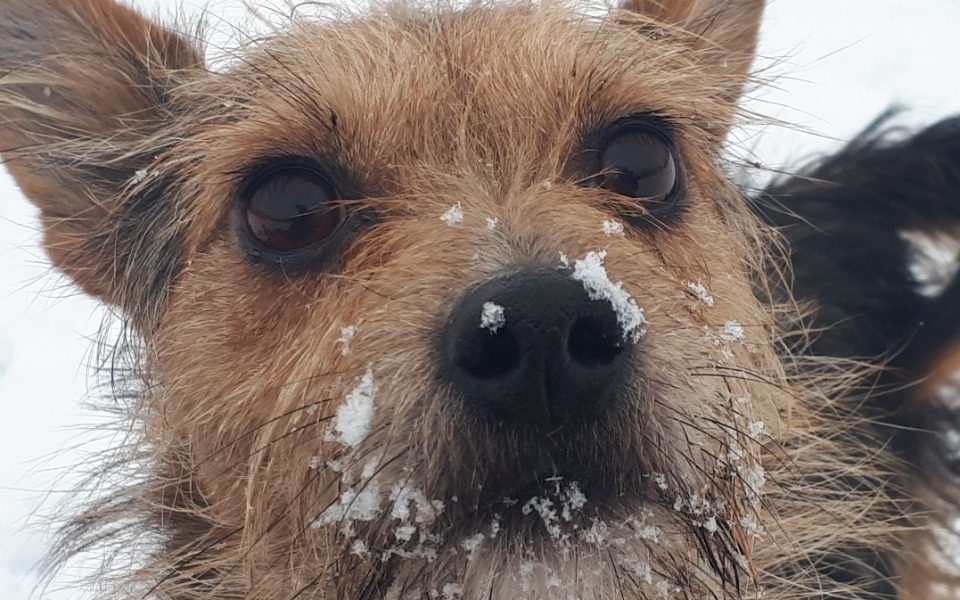 
        Zbiórka Zbiórka na chorego pieska pinpka - zdjęcie główne
    