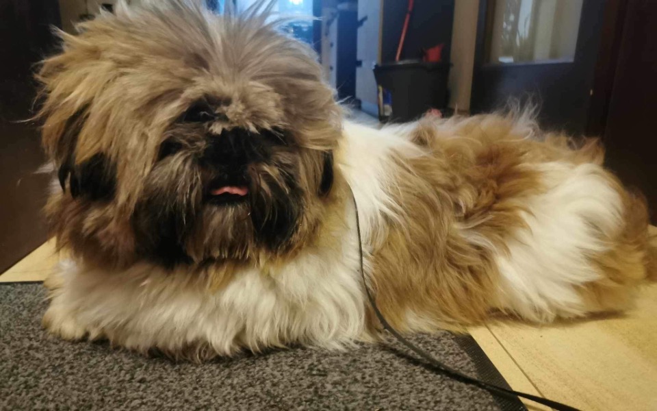 
        Zbiórka Miał iść do uśpienia - zdjęcie główne
    