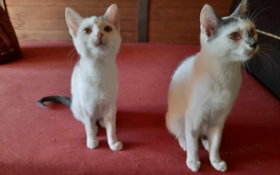 
        Zbiórka Maluchy walczą o życie. Pomóż. - zdjęcie główne
    