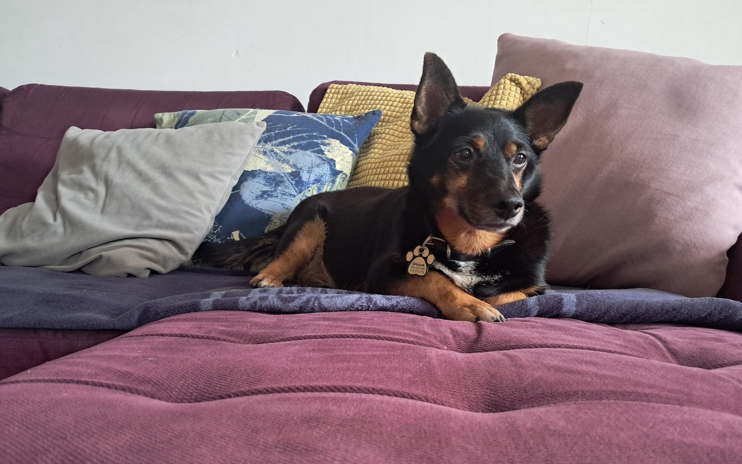 
        Pies leżący na kanapie, otoczony poduszkami.
    