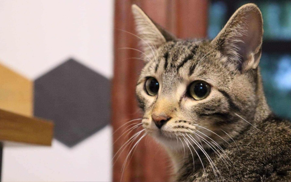 
        Zbiórka Na leczenie kotka Dorianka - zdjęcie główne
    